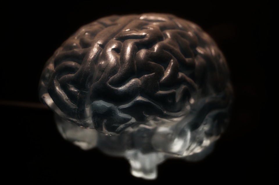 Brain illustration